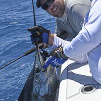 Sailfish caught and released on Charter