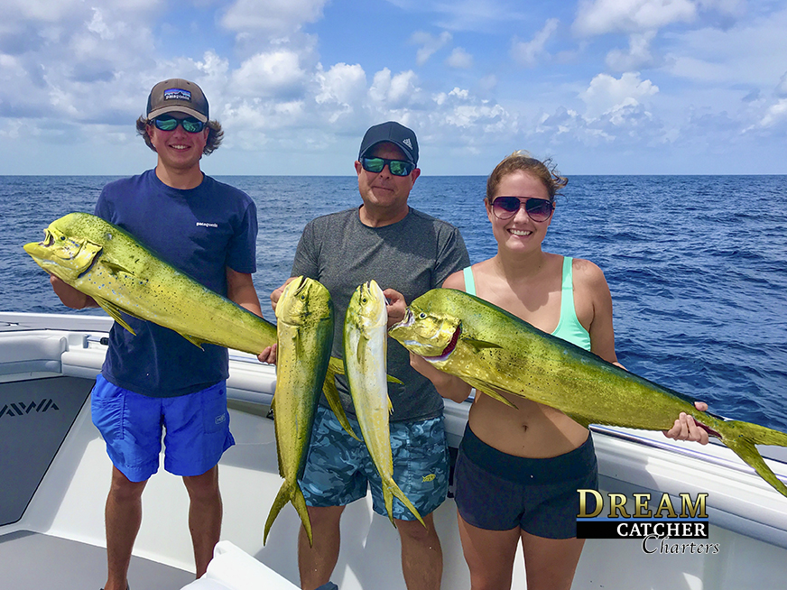 Read more about the article Dolphin Mahi Mahi Time Summertime