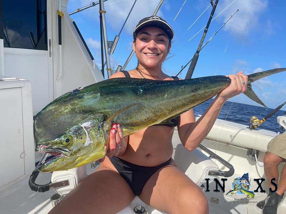 Read more about the article Christmas Week Key West Mahi Surprise