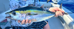 blackfin tunas April