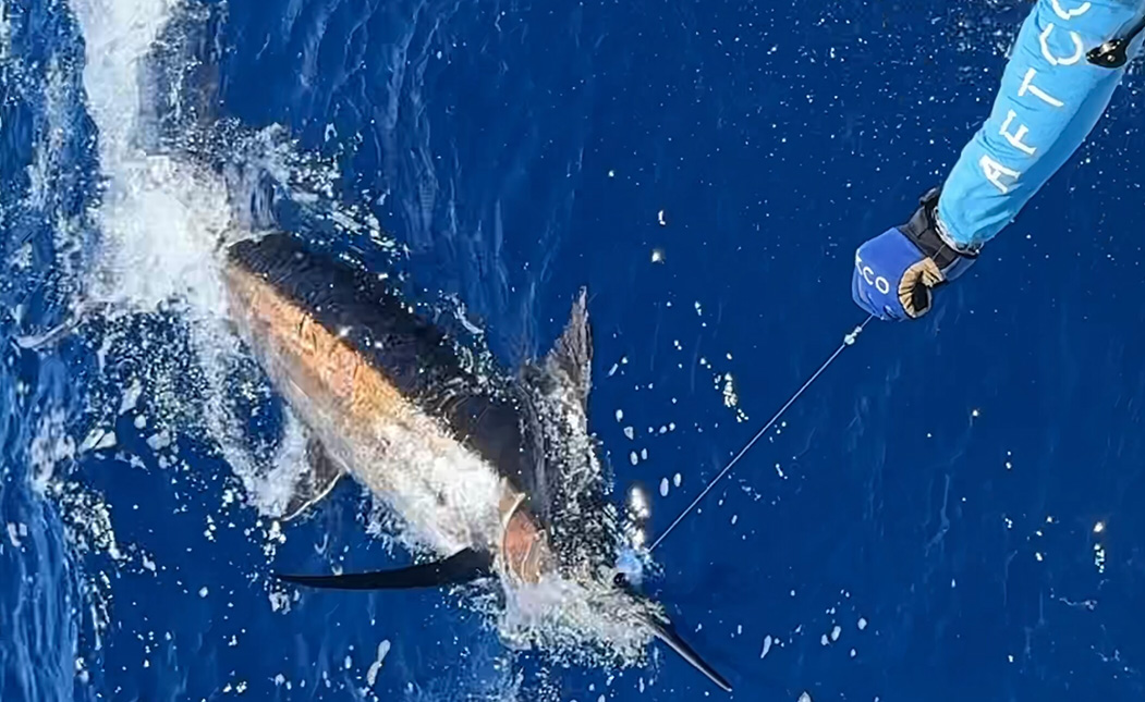 Read more about the article Marlin Fishing Key West