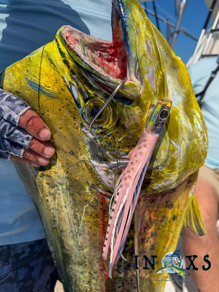 Mahi Mahi with a black bart demon